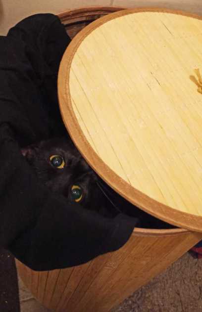 katze_dringt_wie_wasser
