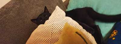 katze_energiesparmodus