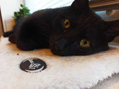 katze_geflossen