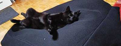 katze_im_fluss