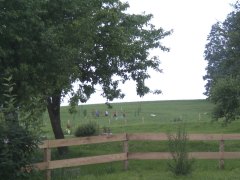waldzell_09